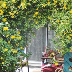Duet Yellow Jasmine (Jessamine) - 2 Gallon Pot -Green Garden Outdoor Shop Jasmine Duet 9