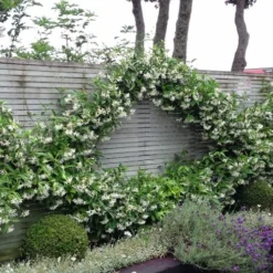 Madison Confederate Jasmine - 2 Gallon Pot -Green Garden Outdoor Shop Jasmine Madison 12