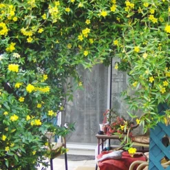 Pride Of Augusta Double Flowering Carolina Jasmine - 2 Gallon Pot -Green Garden Outdoor Shop Jasmine Pride Of Augusta 2