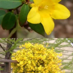 Swamp Carolina Jasmine (Jessamine) - Gelsemium Rankinii - 2 Gallon Pot 7 Swamp Carolina Jasmine (Jessamine) - Gelsemium Rankinii - 2 Gallon Pot -Green Garden Outdoor Shop Jasmine rankinii Swamp Jessamine 1