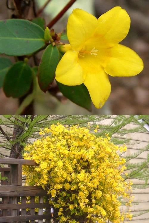 Swamp Carolina Jasmine (Jessamine) - Gelsemium Rankinii - 2 Gallon Pot 4 Swamp Carolina Jasmine (Jessamine) - Gelsemium Rankinii - 2 Gallon Pot - Image 4