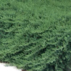 Blue Pacific Juniper - 2 Gallon Pot -Green Garden Outdoor Shop Juniper Blue Pacific 11