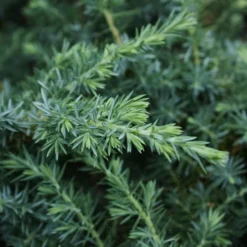 Blue Pacific Juniper - 2 Gallon Pot -Green Garden Outdoor Shop Juniper Blue Pacific 12