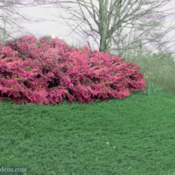 Blue Pacific Juniper - 2 Gallon Pot -Green Garden Outdoor Shop Juniper Blue Pacific 16