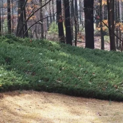 Blue Pacific Juniper - 2 Gallon Pot -Green Garden Outdoor Shop Juniper Blue Pacific