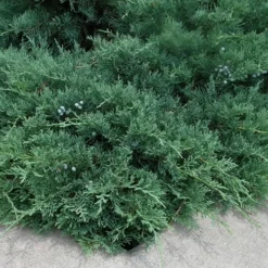 Blue Sargent Juniper - 3 Gallon Pot -Green Garden Outdoor Shop Juniper Blue Sargent 2
