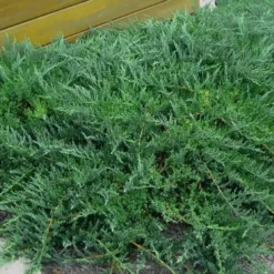 Blue Sargent Juniper - 3 Gallon Pot -Green Garden Outdoor Shop Juniper Blue Sargent Rev