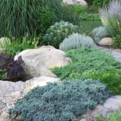 Blue Star Juniper - 2 Gallon Pot -Green Garden Outdoor Shop Juniper Blue Star 14