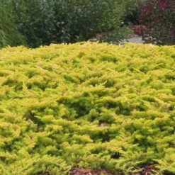 All Gold Golden Pacific Juniper - 1 Gallon Pot -Green Garden Outdoor Shop Juniper Golden Pacific 1