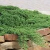 Green Mound Juniper - 1 Gallon Pot