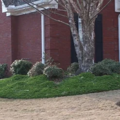 Green Mound Juniper - 6-Pack Of 1 Gallon Pots -Green Garden Outdoor Shop Juniper Green Mound