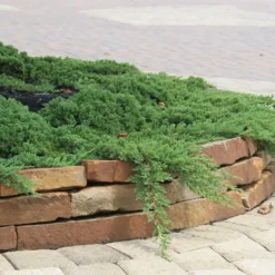 Green Mound Juniper - 2 Gallon Pot -Green Garden Outdoor Shop Juniper Green Mound 4 1