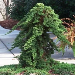 Green Mound Juniper - 1 Gallon Pot 13 Green Mound Juniper - 1 Gallon Pot -Green Garden Outdoor Shop Juniper Green Mound Staked 2