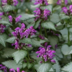 Beacon Silver Lamium - 5 Pack Of Pint Pots