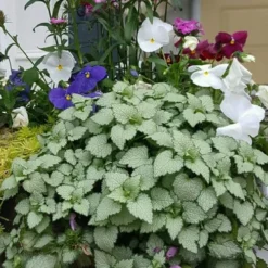 Beacon Silver Lamium - 5 Pack Of Pint Pots -Green Garden Outdoor Shop Lamium Beacons Silver 2