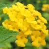 New Gold Hardy Lantana - 6 Pack Of 1 Gallon Pots