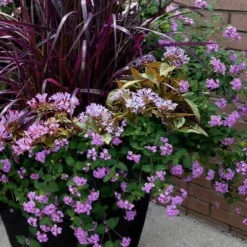 Trailing Lavender Lantana - 1 Gallon Pot -Green Garden Outdoor Shop Lantana Trailing Lavender 16