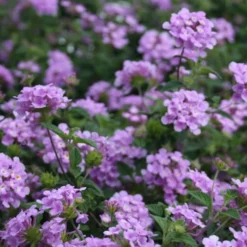 Trailing Lavender Lantana - 1 Gallon Pot -Green Garden Outdoor Shop Lantana Trailing Lavender 2