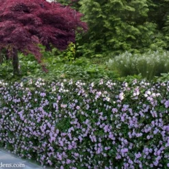 Trailing Lavender Lantana - 1 Gallon Pot -Green Garden Outdoor Shop Lantana Trailing Lavender 22