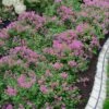 Bloomerang Dwarf Purple Lilac - 3 Gallon Pot