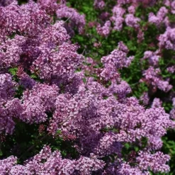 Bloomerang Dwarf Purple Lilac - 3 Gallon Pot 8 Bloomerang Dwarf Purple Lilac - 3 Gallon Pot -Green Garden Outdoor Shop Lilac Bloomerang Dwarf Purple 2