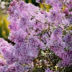 Bloomerang Dwarf Purple Lilac - 3 Gallon Pot 9 Bloomerang Dwarf Purple Lilac - 3 Gallon Pot -Green Garden Outdoor Shop Lilac Bloomerang Dwarf Purple 3