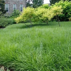 Creeping Lilyturf - Liriope Spicata - 3 Pack Of Pint Pots 9 Creeping Lilyturf - Liriope Spicata - 3 Pack Of Pint Pots -Green Garden Outdoor Shop Liriope Creeping Landscape 1