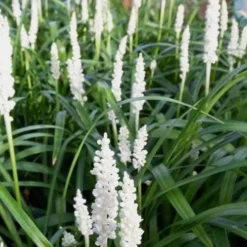 Monroe's White Liriope - Lilyturf - 10 Count Flat Of Pint Pots -Green Garden Outdoor Shop Liriope Monroes White 500x750 1