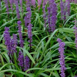 Royal Purple Liriope - Lilyturf - 6 Pack Of 1 Pint Pots -Green Garden Outdoor Shop Liriope Royal Purple 500x750 1