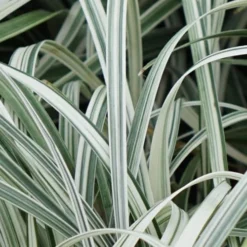 Silver Dragon Liriope - Lilyturf - 18 Count Flats Of Pint Pots 15 Silver Dragon Liriope - Lilyturf - 18 Count Flats Of Pint Pots -Green Garden Outdoor Shop Liriope Silver Dragon 11