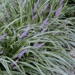 Silvery Sunproof Variegated Liriope - Lilyturf - 3 Pack Of Pint Pots