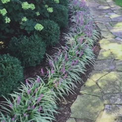 Silvery Sunproof Variegated Liriope - Lilyturf - 6 Pack Of 1 Gallon Pots -Green Garden Outdoor Shop Liriope Silvery Sunproof 15 2