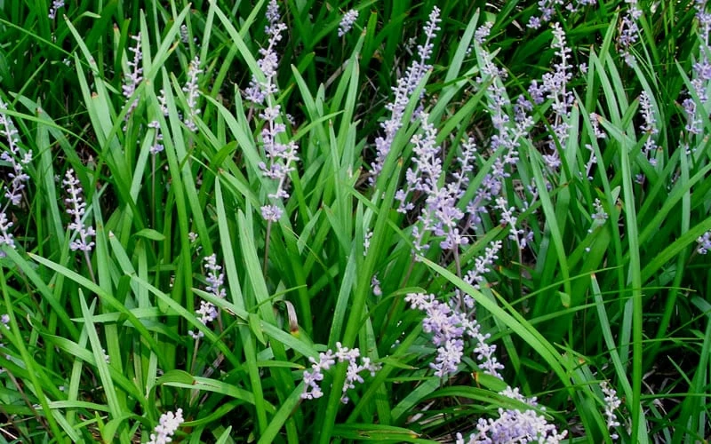 Creeping Lilyturf - Liriope Spicata - 3 Pack Of Pint Pots 4 Creeping Lilyturf - Liriope Spicata - 3 Pack Of Pint Pots - Image 4