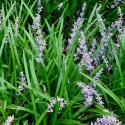 Creeping Lilyturf - Liriope Spicata - 18 Count Flat Of Pint Pots -Green Garden Outdoor Shop Liriope Spicata 50