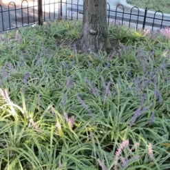 Variegated Liriope - Lilyturf - 18 Count Flat Of 3.5" Pint Pots -Green Garden Outdoor Shop Liriope Variegata 6