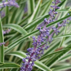 Variegated Liriope - Lilyturf - 18 Count Flat Of 3.5" Pint Pots -Green Garden Outdoor Shop Liriope Variegata 7