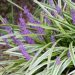 Variegated Liriope - Lilyturf - 18 Count Flat Of 3.5" Pint Pots -Green Garden Outdoor Shop Liriope Variegated 15