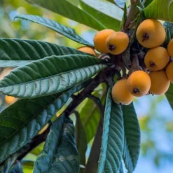 Loquat Tree - Eriobotrya Japonica - 5 Gallon Pot -Green Garden Outdoor Shop Loquat 12 1