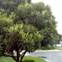 Loquat Tree - Eriobotrya Japonica - 5 Gallon Pot -Green Garden Outdoor Shop Loquat Tree 500x750 2