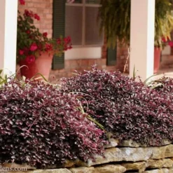 Purple Pixie Loropetalum - 6 Pack Of 1 Gallon Pots -Green Garden Outdoor Shop Loropetalum Purple Pixie 102 1