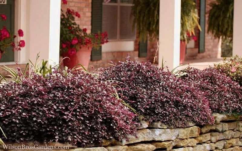 Purple Pixie Loropetalum - 3 Gallon Pot 4 Purple Pixie Loropetalum - 3 Gallon Pot - Image 4