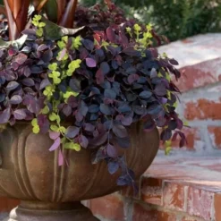 Purple Pixie Loropetalum - 6 Pack Of 1 Gallon Pots -Green Garden Outdoor Shop Loropetalum Purple Pixie 104 1