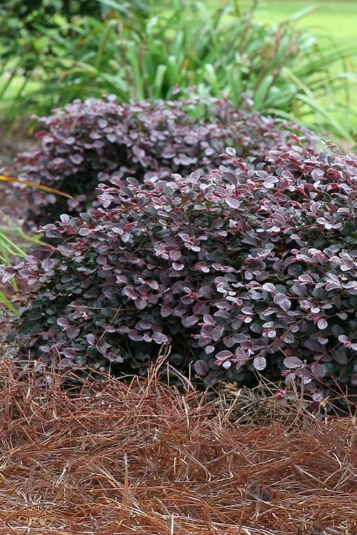 Purple Pixie Loropetalum - 3 Gallon Pot 1 Purple Pixie Loropetalum - 3 Gallon Pot