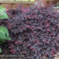 Purple Pixie Loropetalum - 3 Gallon Pot 15 Purple Pixie Loropetalum - 3 Gallon Pot -Green Garden Outdoor Shop Loropetalum Purple Pixie 12