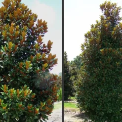 D. D. Blanchard Southern Magnolia - 3 Gallon Pot 9 D. D. Blanchard Southern Magnolia - 3 Gallon Pot -Green Garden Outdoor Shop Magnolia DD Blanchard 1