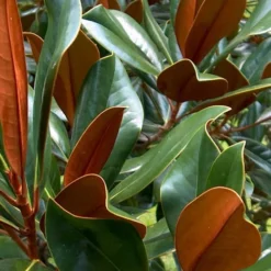 D. D. Blanchard Southern Magnolia - 3 Gallon Pot 8 D. D. Blanchard Southern Magnolia - 3 Gallon Pot -Green Garden Outdoor Shop Magnolia DD Blanchard 11 1