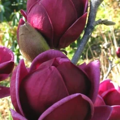 Genie Magnolia Tulip Tree - 3 Gallon Pot