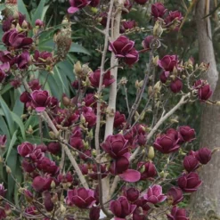 Genie Magnolia Tulip Tree - 3 Gallon Pot -Green Garden Outdoor Shop Magnolia Genie 21