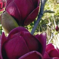 Genie Magnolia Tulip Tree - 3 Gallon Pot -Green Garden Outdoor Shop Magnolia Genie 9