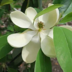 Green Shadow Sweetbay Magnolia Tree (Magnolia Virginiana) - 3 Gallon Pot (3-4') -Green Garden Outdoor Shop Magnolia GreenShadow Sweet Bay Flower 2 1